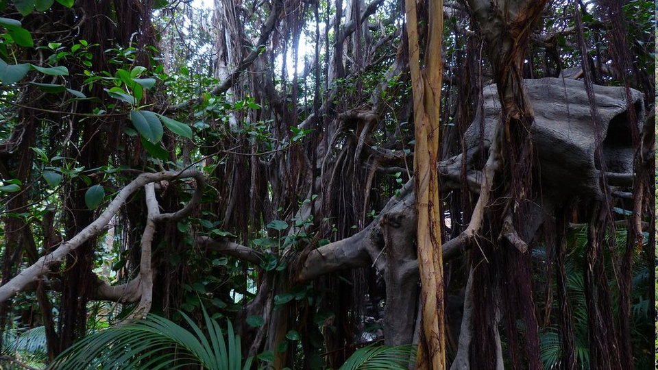 Fotografia prezentuje średnie piętro lasu równikowego. Liany różnych grubości zwisające z drzew. Las jest gęsto porośnięty roślinami i panuje w nim półmrok.