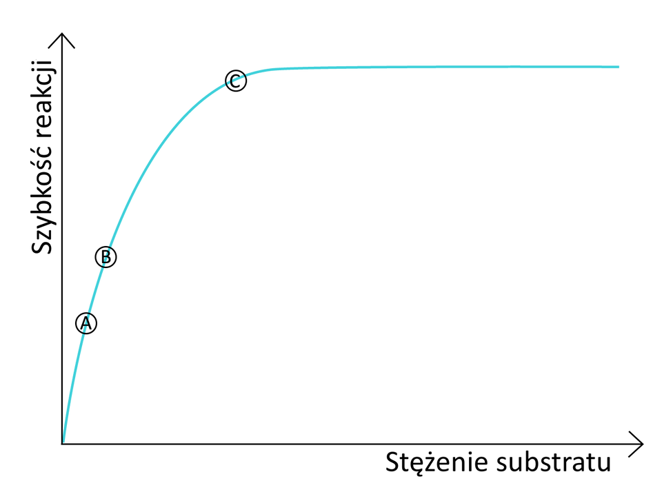 Ilustracja przedstawia wykres pokazujący wpływ stężenia substratu na szybkość reakcji enzymatycznej. Wraz ze wzrostem stężenia substratu szybkość reakcji enzymatycznej początkowo gwałtownie wzrasta, następnie dalszy wzrost szybkości jest coraz łagodniejszy, aż szybkość reakcji osiąga wartość maksymalną i ją utrzymuje. Literami oznaczono etapy: literą A zaznaczono początkowy szybki wzrost szybkości reakcji, literę B umieszczono w połowie maksymalnej szybkości reakcji, a literę C tuż przed osiągnięciem maksymalnej szybkości reakcji.