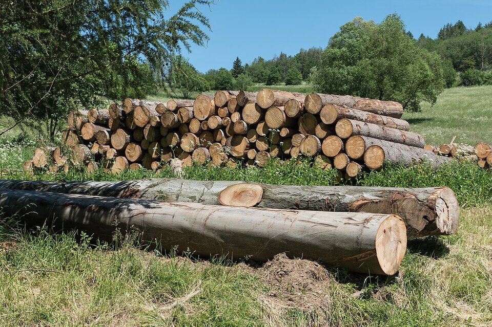 Na fotografii widoczna jest grubizna. Są to pocięte, długie kawałki pni drzew. Na pierwszym planie widać dwa pnie ułożone obok siebie, a dalej pnie ułożone w kilku warstwach, jeden na drugim.