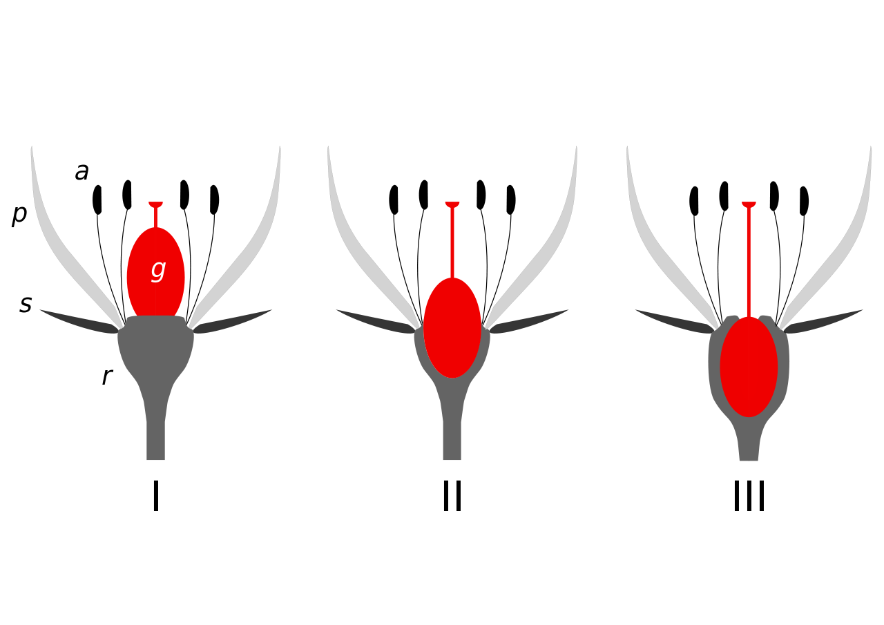 Pierwsza ilustracja na schemacie przedstawia kwiat z słupkiem górnym. Zaczynając od dołu, na ilustracji znajdują się: pręciki, słupek, płatki korony, działki kielicha, oraz dno kwiatowe. Słupek w jajowatym kształcie umiejscowiony jest na dnie kwiatowym. Od słupka w górę odchodzi niewielki element w kształcie litery T. Na środkowej ilustracji widoczny jest schemat kwiatu z słupkiem pośrednim. Różni się od poprzedniego tym, że w połowie słupek wnika w dno kwiatowe, a linia w kształcie litery T jest dłuższa. Na ostatniej ilustracji widoczny jest słupek dolny, który w całości umiejscowiony jest w dnie kwiatowym; posiada również bardzo długi element w kształcie litery T. 