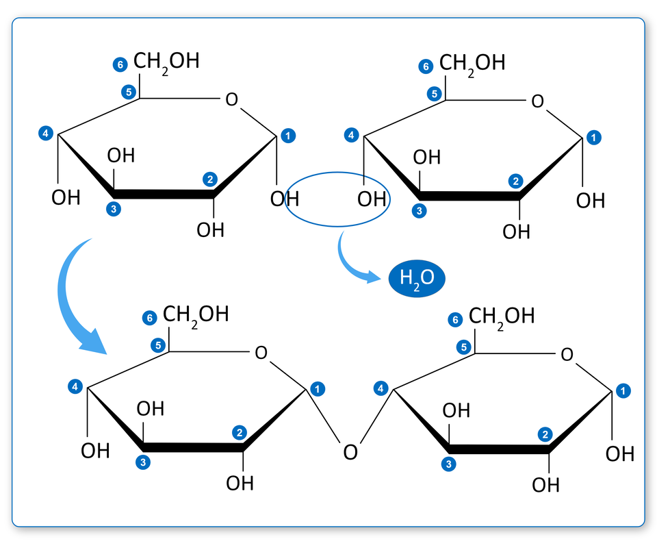 Na rysunku cząsteczki glukozy. Podczas powstawania disacharydu węgiel nr 1 w cząsteczce glukozy po lewej stronie traci wodór z grupy hydroksylowej, a węgiel nr 4 z cząsteczki glukozy po prawej stronie traci całą grupę hydroksylową. Dzięki temu powstaje wiązanie 1,4‑glikozydowe i dochodzi do połączenia dwóch cząsteczek glukozy przez mostek tlenowy. Produktem tej reakcji kondensacji jest także cząsteczka wody.