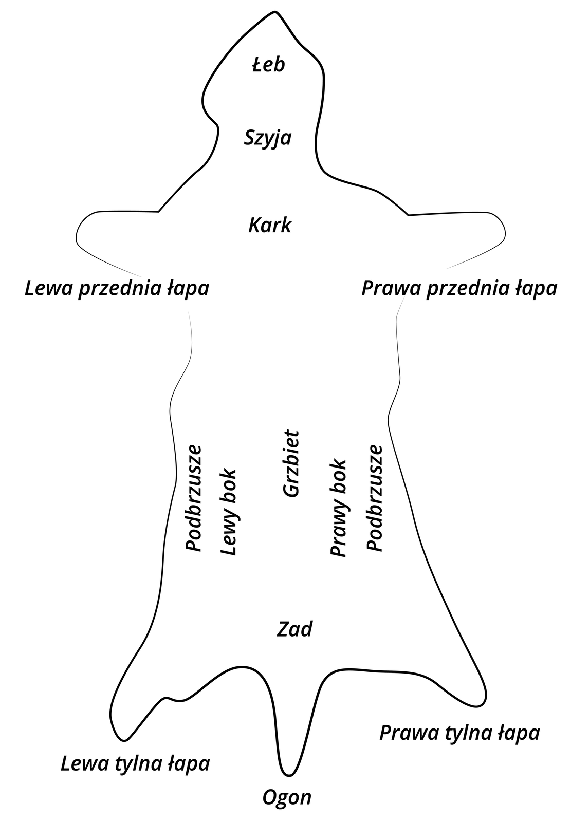 Na zdjęciu widoczny schemat skóry rozłożonej na płasko. Poszczególne części skóry są odpowiednio podpisane. Od góry są to: łeb, szyja, kark, lewa przednia łapa, prawa przednia łapa. Pośrodku skóry od lewej kolejno: podbrzusze, lewy bok, grzbiet, prawy bok, podbrzusze. Pod spodem zad. Najniżej lewa tylna łapa, ogon, prawa tylna łapa.
