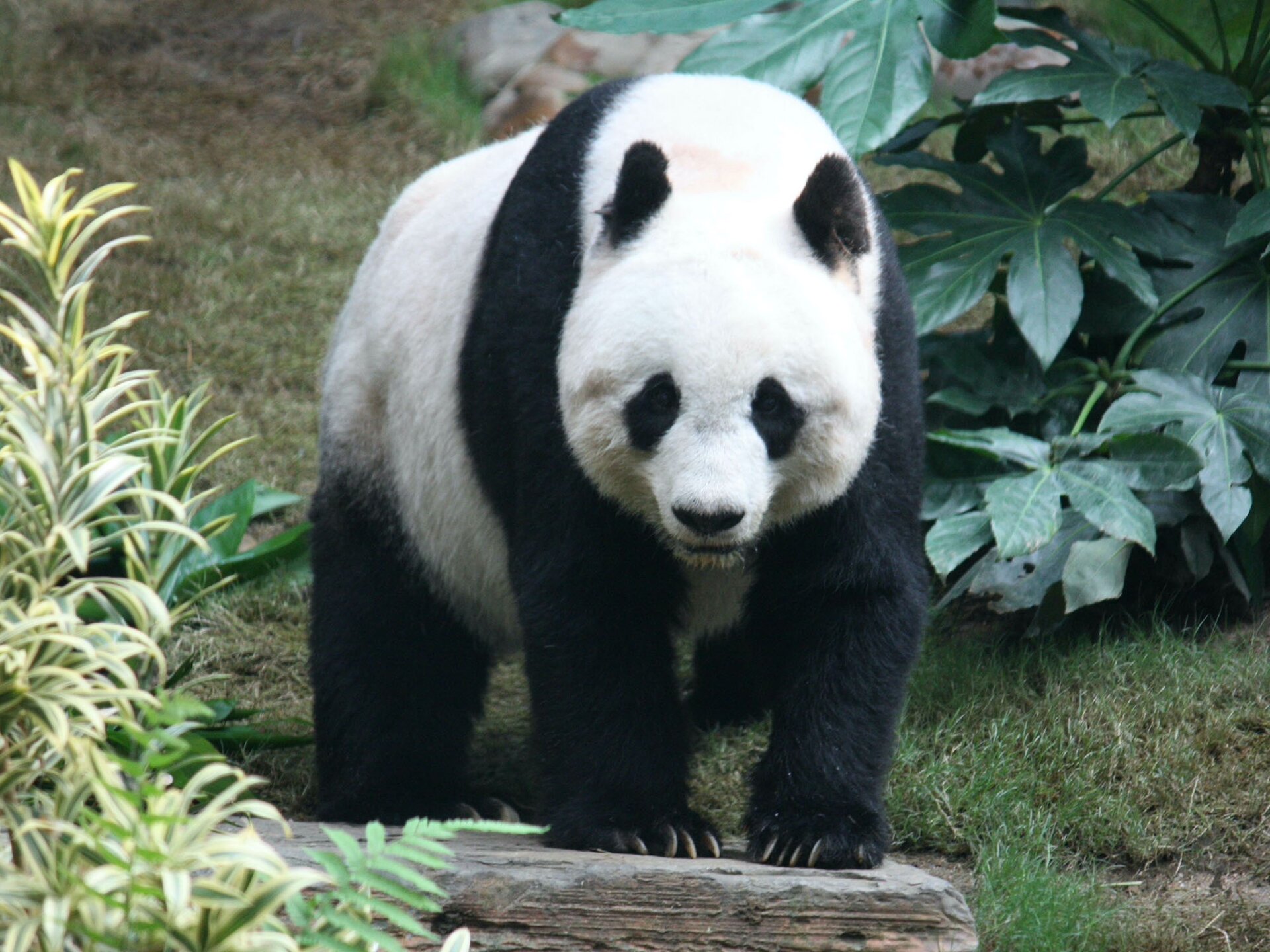 Zdjęcie przedstawia biało‑czarną pandę, która stoi na kamieniu, otoczonym przez zieloną trawę i krzewy.