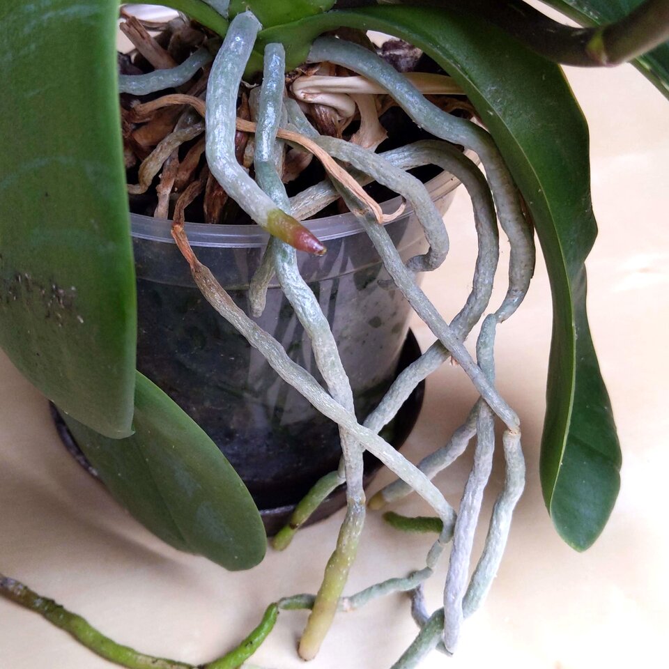 Na zdjęciu przedstawione są korzenie powietrzne rośliny z rodzaju Phalaenopsis. Roślina ta znajduje się w doniczce. Ma ona zielone, podłużne, zaokrąglone na końcu liście. Poza doniczkę wystają korzenie powietrzne. Są one dość cienkie i mają jasny kolor.