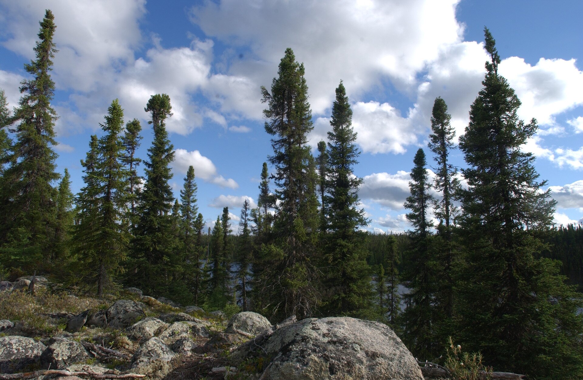 Fotografia przedstawia wysokie oraz smukłe świerki. Na pierwszym planie kilka różnej wielkości okrągłych kamieni obrośniętych trawą. Niebo niebieskie z białymi chmurami.