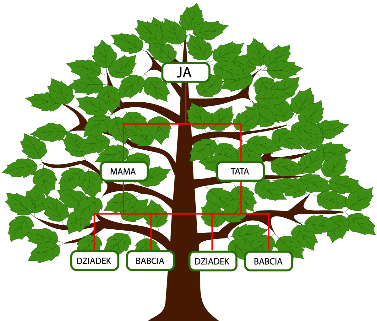 Ilustracja przedstawia drzewo z zielonymi liśćmi. Drzewo jest rozłożyste, ma gałęzie i liście. Na dolnych gałęziach znajdują się dwa napisy: babcia i dziadek, od nich prowadzą linie do napisów: tato i mama. Od mamy i taty prowadzą dwie linie, które się łączą. Na samej górze napis: ja.
