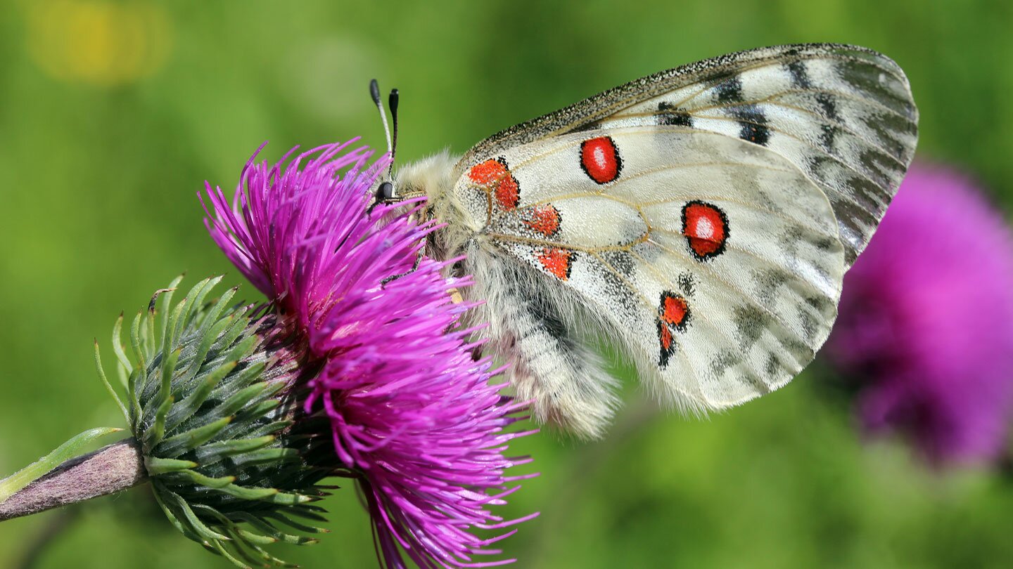 Fotografia prezentuje motyla niepylaka Apollo siedzącego na fioletowym kwiecie. Motyl przedstawiony jest z boku, z profilu. Ma złożone białe skrzydła w drobne czerwone i szare cętki. Zdjęcie znajduje się na tle lasu , tło fotografii jest nieco rozmyte.