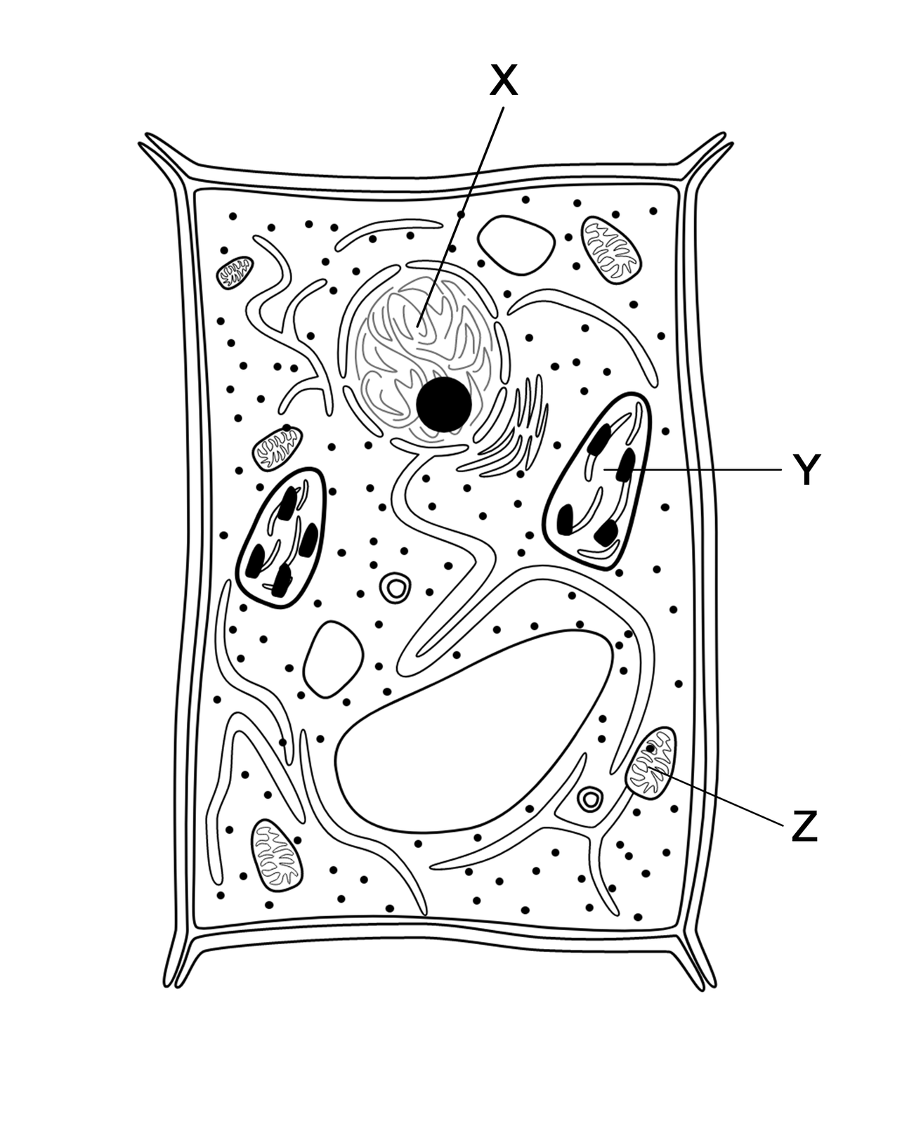 Ilustracja przedstawia komórkę. Widoczne są jej struktury. Literą X została zaznaczona okrągła struktura oddzielona od reszty wnętrza komórki błoną. Błona posiada pory. W środku tej struktury widać nieregularne linie oraz czarną kropkę. Literą Y zaznaczono owalną strukturę, która przeprowadza fotosyntezę. Literą Z oznaczono owalną strukturę, w której zachodzi oddychanie tlenowe.