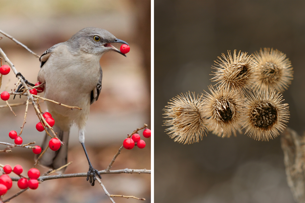 Fotografie przedstawiają rozsiewnie owoców przez zwierzęta. Z lewej szary ptak z czarnymi nóżkami trzyma w dziobie zerwany z gałązki czerwony owoc. Po prawej zbliżenie koszyczków łopianu, zwanych „rzepami”. Mają one liczne beżowe łuski, zakończone haczykami. Przy ich pomocy przyczepiają się do sierści zwierząt.