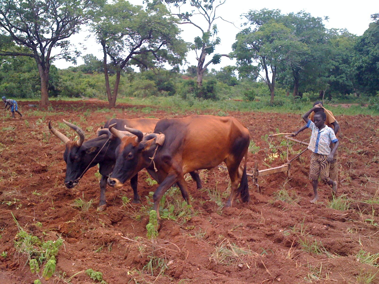 Zdjęcie przedstawia orkę na polu. Na pierwszym planie są dwa woły zaprzęgnięte do pługa, który trzymają czarnoskóre dzieci. W tle rosną drzewa.