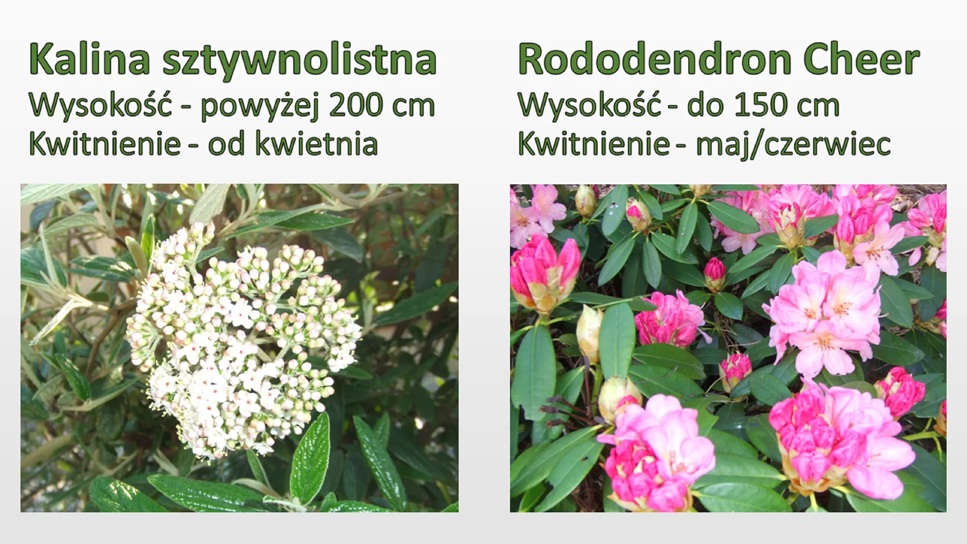 Czwarty slajd prezentacji z dwoma tytułami, które jednocześnie są nazwami kwiatów znajdujących się na obrazkach poniżej. Tytuły: "Kalina sztywnolistna" oraz "Rododendron Cheer". Pod każdym z tytułów znajdują się odpowiednie opisy oraz obrazy kwiatów. Opisy: "Wysokość - powyżej 200 centymetrów. Kwitnienie - od kwietnia" oraz drugi opis: "Wysokość - do 150 centymetrów. Kwitnienie - maj/czerwiec". Tytuły są pogrubione.