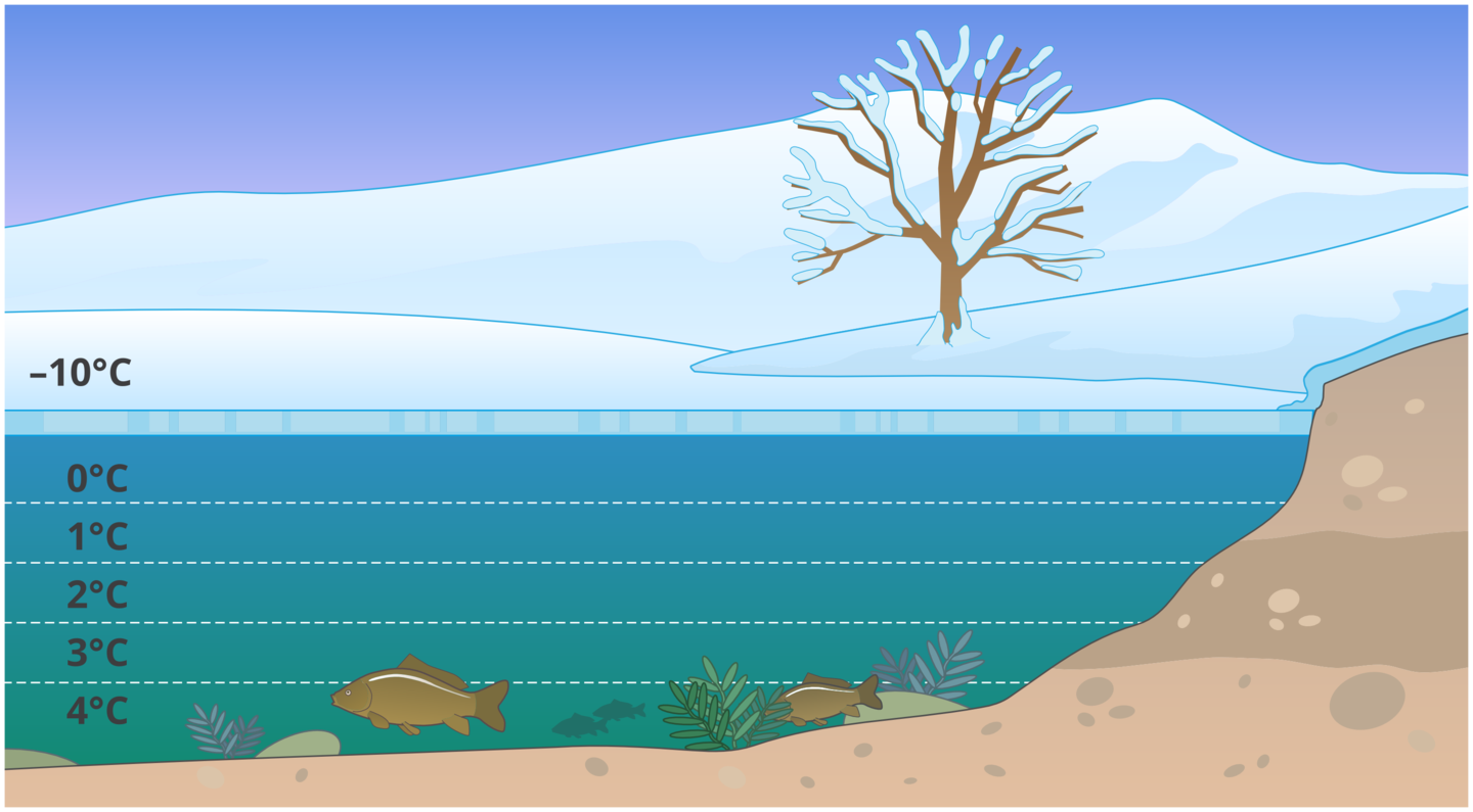 Grafika barwna przedstawiająca przekrój jeziora. Od dołu woda z pływającymi rybami. Wodę pokrywa tafla lodu. Przedstawiono także drzewo i góry pokryte białym śniegiem. W głębi jeziora poziomymi, przerywanymi liniami  zaznaczono stopnie Celsjusza  panujące w wodzie. Od dołu: cztery stopnie Celsjusza, trzy stopnie Celsjusza, dwa stopnie Celsjusza, jeden stopień Celsjusza, zero stopnie Celsjusza. Nad taflą lody minus dziesięć stopni Celsjusza.