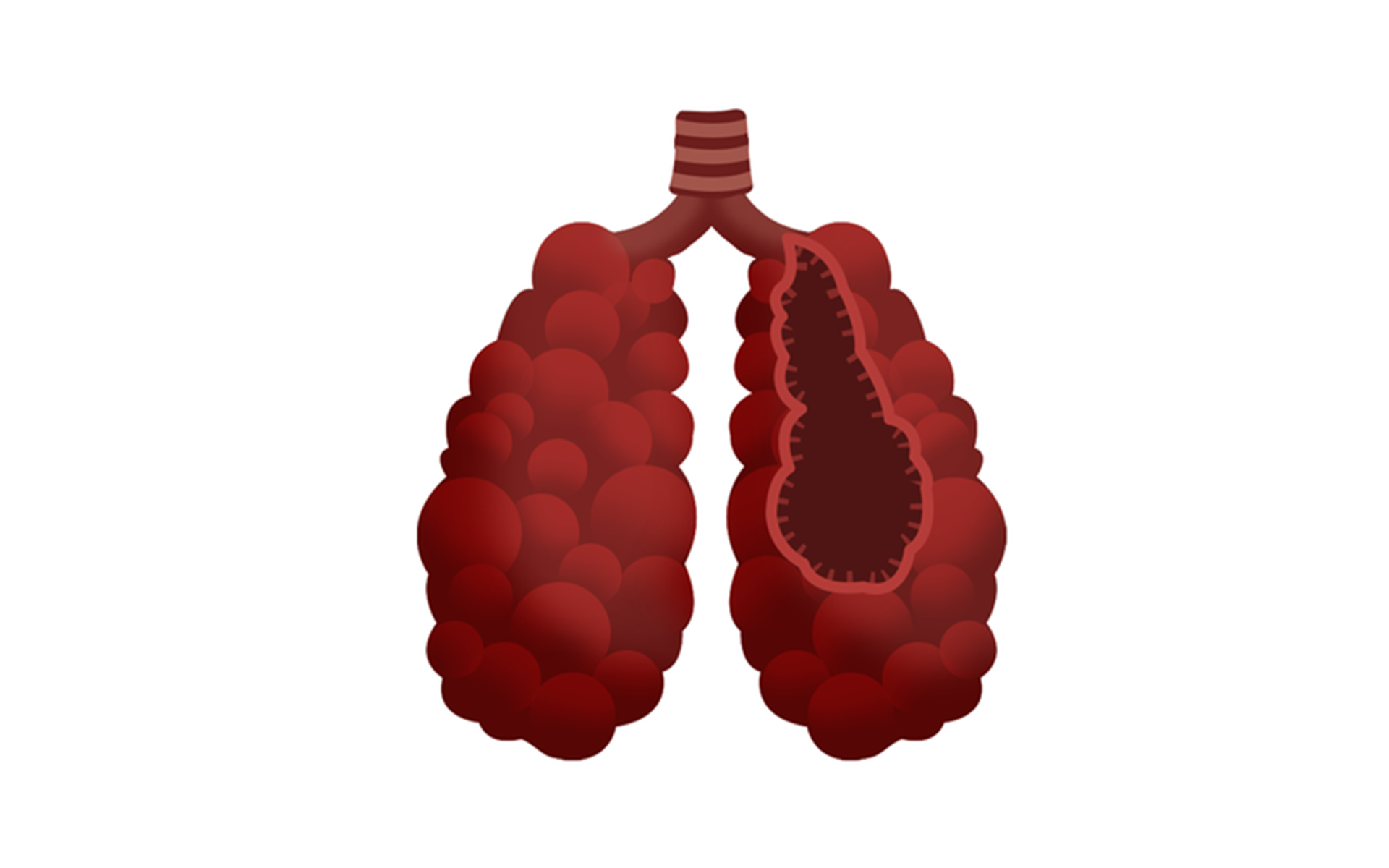 Ilustracja przedstawia płuca płaza. Składają się z ciemnoczerwonych worków w kształcie złączonych bąbli. Fragment prawego płuca został usunięty i ukazuje ciemne wnętrze.