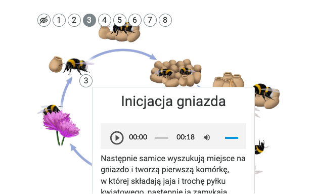Grafika przedstawia wyświetlanie opisów umieszczonych pod znacznikami na infografice. Jest to rok z życia trzmiela. Cykl zilustrowany jest w okręgu ze strzałkami a dookoła są zamieszczone mniejsze grafiki. Po kliknięciu na znacznik 3 rozwija się tekst w ramce.