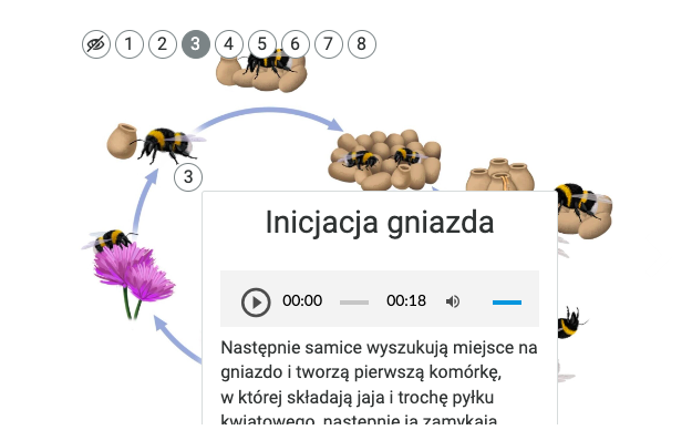 Grafika przedstawia wyświetlanie opisów umieszczonych pod znacznikami na infografice. Jest to rok z życia trzmiela. Cykl zilustrowany jest w okręgu ze strzałkami a dookoła są zamieszczone mniejsze grafiki. Po kliknięciu na znacznik 3 rozwija się tekst w ramce. 