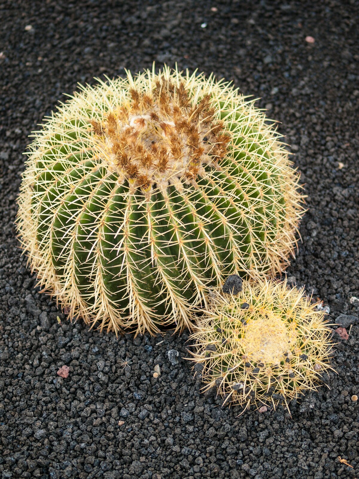 Kulista łodyga kaktusa pozbawiona blaszek liściowych ma małą powierzchnię parowania