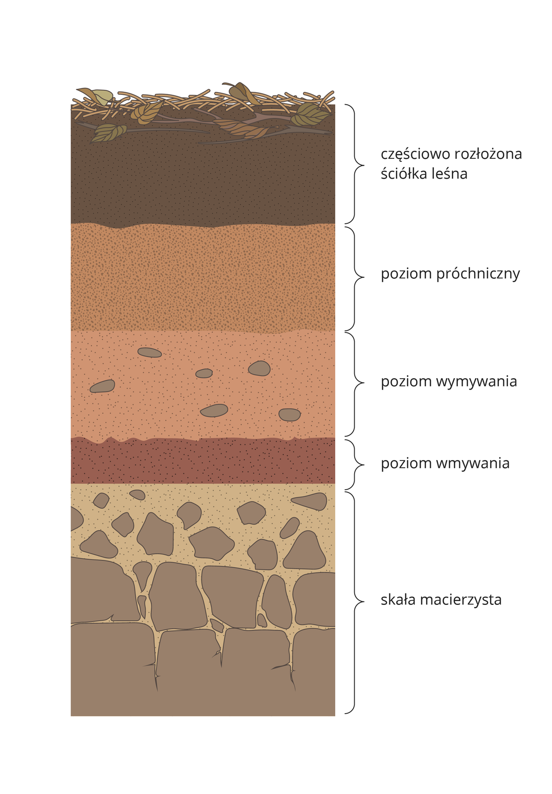Ilustracja prezentuje przekrój profilu glebowego, na którym od dołu widać kolejno warstwy: skała macierzysta, poziom wmywania, poziom wymywania, poziom próchnicy, częściowo rozłożona ściółka leśna.