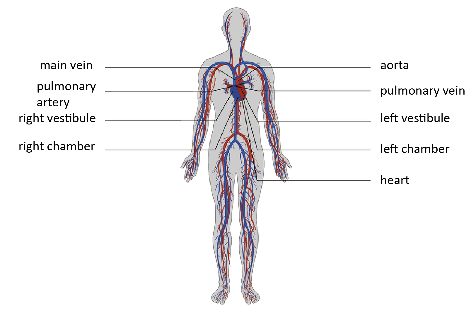 Ilustracja barwna przedstawia budowę układu krwionośnego człowieka. Na fioletowo oznaczono tą część układu krwionośnego, gdzie jest krew odtlenowana, a na czerwono gdzie jest krew natlenowana. W śródpiersiu znajduje się serce. Po lewej stronie sylwetki człowieka serce oznaczono na fioletowo, są to prawy przedsionek i prawa komora. Do prawego przedsionka uchodzi żyła główna, a z komory prawej wychodzi tętnica płucna. Po prawej stronie sylwetki człowieka serce oznaczono na czerwono, są to lewy przedsionek i lewa komora. Do prawego przedsionka uchodzi żyła płucna, a z komory prawej wychodzi aorta. Na ilustracji są napisy: main vein; pulmonary artery; right vestibule; right chamber; aorta; pulmonary vein; left vestibule; left chamber; heart.