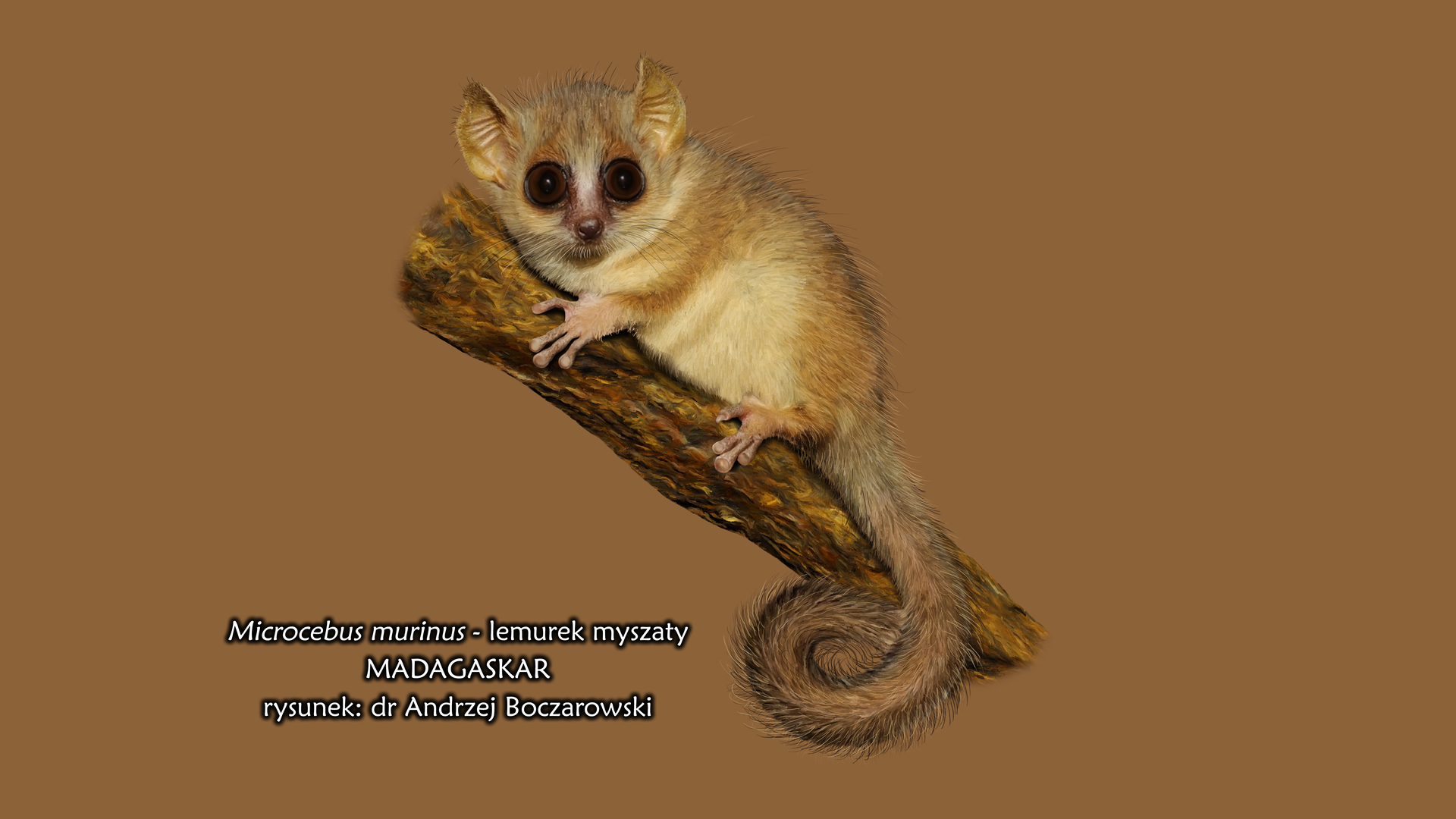 Fotografia lemurka myszatego siedzącego na pniu. Lemurek ma duże oczy, długi ogon i jasnobrązowe umaszczenie.