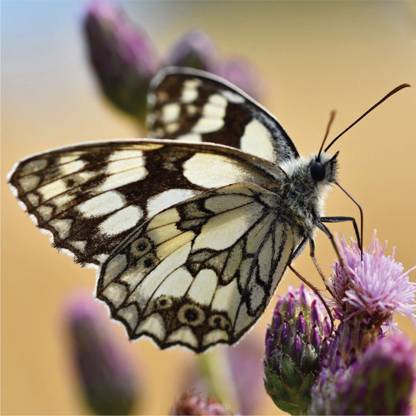Zdjęcie przedstawia motyla siedzącego na purpurowym kwiatku. Motyl posiada wzorzyste skrzydła, puchaty korpus, duże czarne oczy oraz długie wystające czółka.