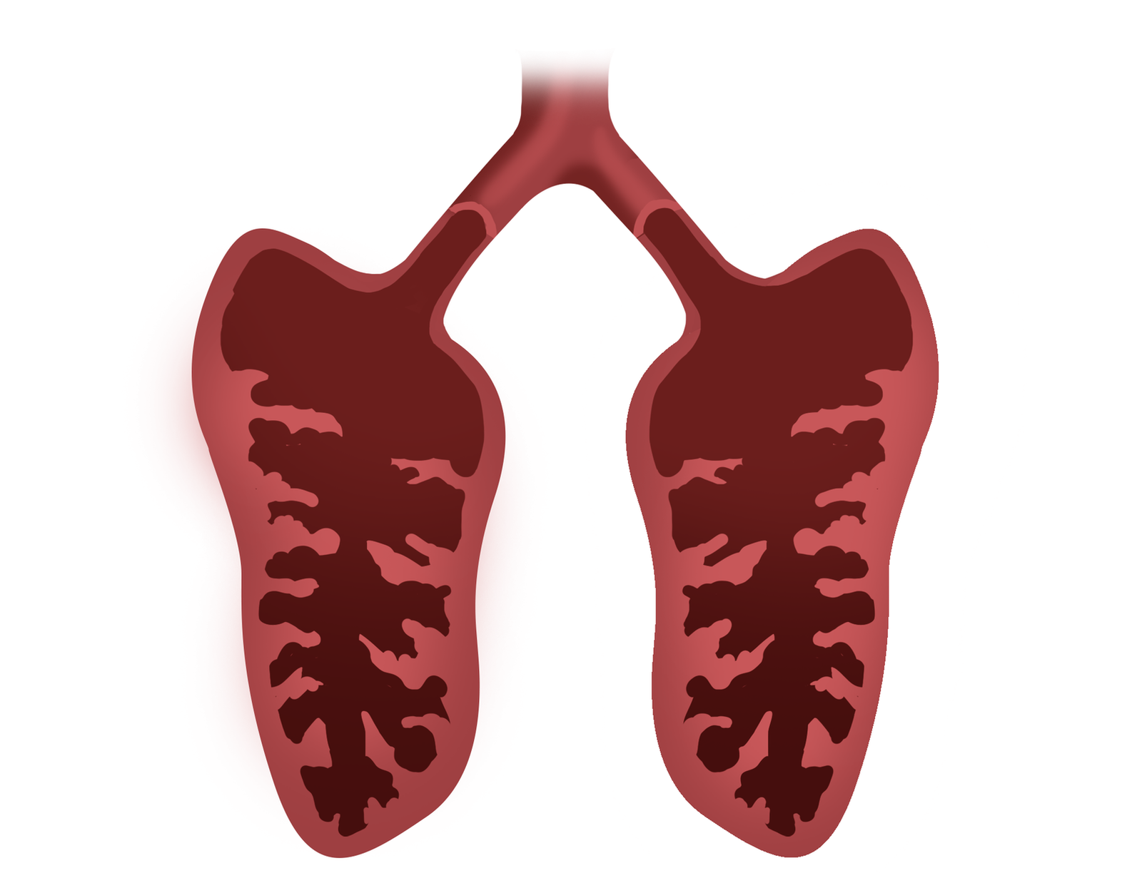 Schemat przekroju płuc gada. Płuca mają postać dwóch obszernych, cienkościennych, gąbczastych worków, podzielonych na szereg komór. 