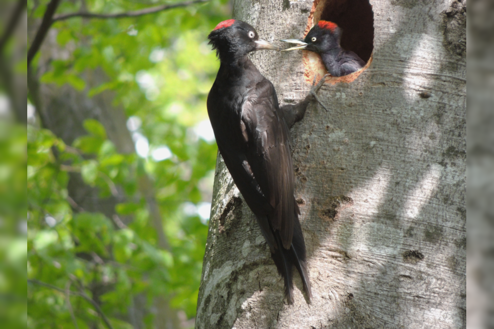 Fotografia przestawia zbliżenie szarego pnia drzewa. Z prawej zaczepiony pazurami przy otworze dziupli siedzi smukły czarny dzięcioł z czerwoną czapeczką. Wkłada swój dziób do otwartego dzioba małego dzięcioła, wychylającego głowę z dziupli.