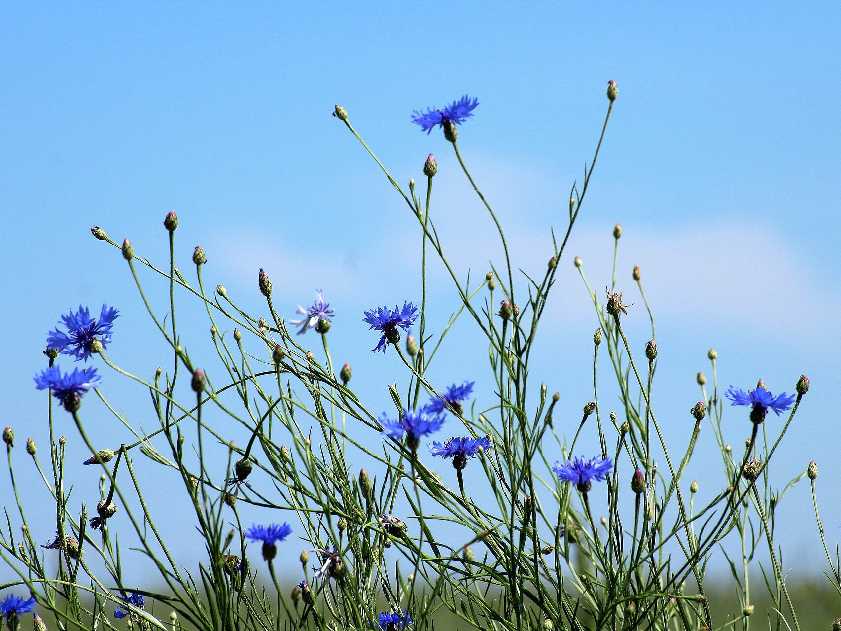 Fotografia przedstawia chabry. Są to niebieskie kwiaty osadzone na długiej zielonej łodydze.