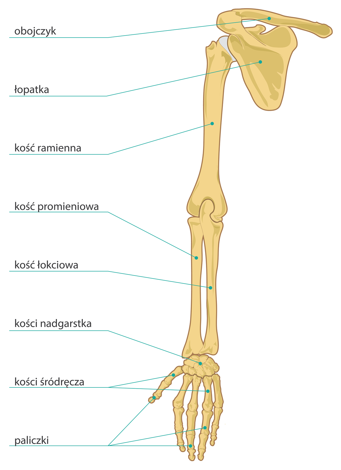 Grafika przedstawia plan budowy kończyny górnej wraz z obręczą barkową. Od góry widać długą kość - obojczyk, który łączy się z łopatką. Łopatka jest kością płaską, kształtem przypominająca trójkąt. Łączy się ona z kością ramienną. Kość ramienna posiada wydłużony kształt i łączy się z kością łokciową. Kość łokciowa ułożona jest równolegle z kością promieniową. Przy nadgarstku kość łokciowa jest cieńsza niż kość promieniowa, a przy łokciu cieńsza. Dalej znajduje się osiem, krótkich kości nadgarstka, a następnie pięć kości śródręcza. Budowa kończyny górnej zakończona jest paliczkami. Kciuk składa się z dwóch paliczków, a pozostałe palce z trzech.