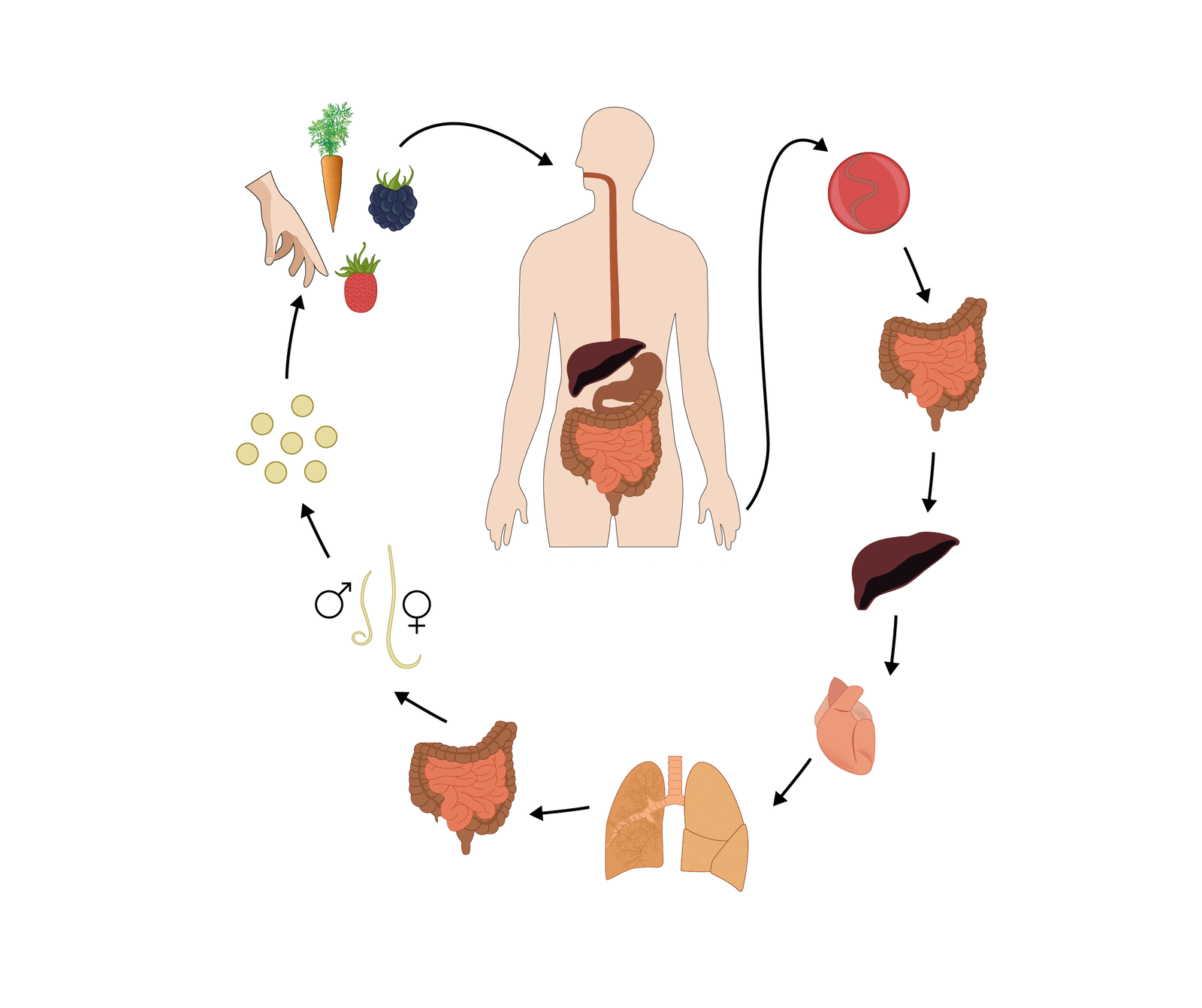 Na planszy widoczny jest cykl rozwojowy pewnego pasożyta. W środku znajduje się sylwetka człowieka z układem pokarmowym, od niego odchodzi strzała do różowego okręgu z cienkim pasożytem, następnie do ilustracji jelita cienkiego i grubego, później do brązowej, trójkątnej wątroby, później do różowego serca, żółtych płuc, następnie do jelita cienkiego i grubego, następnie do podłużnych nicieni żeńskich i męskich, później do białych okręgów i warzyw i owoców, przy których znajduje się dłoń, a na końcu ponownie do człowieka.