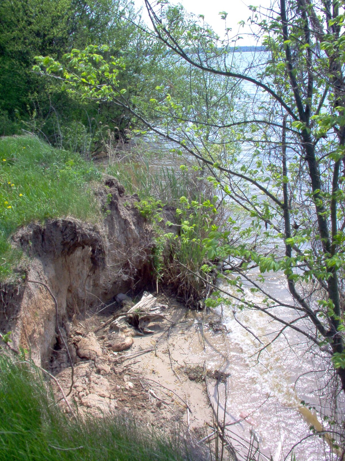 Fotografia przedstawia wysoki brzeg porośnięty trawą.