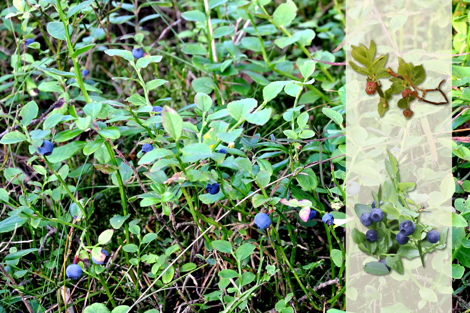 Fotografia przedstawia niskie krzewinki borówki czarnej w lesie. Na ich gałązkach znajdują się ciemnoniebieskie, kuliste owoce - jagody. Po prawej nałożony jaśniejszy pasek z fotografiami. U góry gałązka z żółto zielonymi listkami i różowymi kwiatami. Poniżej gałązka z liśćmi i niebieskimi owocami.