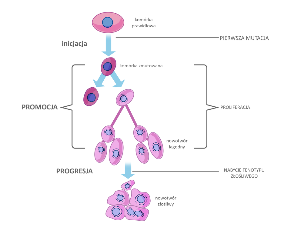 Ilustracja schematycznie przedstawia etapy kancerogenezy. Na górze schematu widać owalną komórkę w kolorze różowym z niebieskim, okrągłym, dużym jądrem wewnątrz. Jest to komórka prawidłowa. Prowadzi od niej w dół niebieska strzałka z podpisem: inicjacja, a z drugiej strony: pierwsza mutacja. Poniżej w klamrze zilustrowany jest etap promocji i poliferacji. Pod komórką prawidłową znajduje się komórka zmutowana o nierównym, owalnym konturze. Od niej w dół biegną dwie strzałki – jedna do takiej samej komórki, druga do owalnej komórki z jaśniejszym, niebieskim jądrem i obwódką z przerywanych linii. Od drugiej komórki w dół prowadzą dwie różowe linie w dół. Na końcu każdej z nich znajdują się po trzy komórki zmutowane połączone ze sobą z podpisem: nowotwór łagodny. Od nich w dół biegnie niebieska strzałka z podpisem: progresja, a z drugiej strony: nabycie fenotypu złośliwego. Pod klamrą, na samym dole schematu widać skupisko komórek w postaci nieregularnych wielokątów, jedna z nich posiada dwa jądra. 