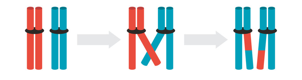 Na rysunku widoczne są dwie pary chromosomów. Jedna para jest czerwona, druga niebieska. Na drugim rysunku prawe ramię czerwonego chromosomu krzyżuje się z lewym ramieniem niebieskiego chromosomu. W efekcie na trzecim obrazku mamy dwa chromosomy niebieskie. Jeden i drugi niebieski chromosom ma jedno ramie w połowie niebieskie, w połowie czerwone. 