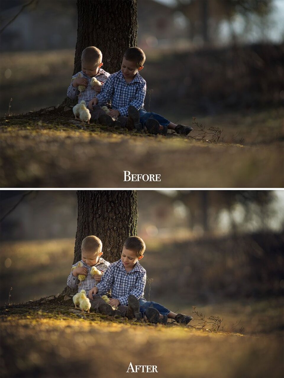 Ilustracja przedstawia porównanie dwóch fotografii - przed i po obróbce cyfrowej. Fotografia przedstawia dwóch chłopców siedzących przy drzewie, bawiących się z małymi kurczakami. Chłopcy mają na sobie jeansowe spodnie oraz koszule w kratę. Pora roku widoczna na fotografii to jesień, widoczne są więc także opadnięte z drzew liście. Zdjęcie u góry przedstawia fotografię przed obróbką. Światło jest ciemne, nic na fotografii nie wyróżnia się. Kolory są raczej ciemne i chłodne. Zdjęcie na dole, które przedstawia fotografię po obróbce posiada zdecydowanie cieplejsze tony świetlne. Liście są bardziej złote, niż brązowe/zielone. Jasne odcienie żółci dodają blasku i świetlistości kompozycji.