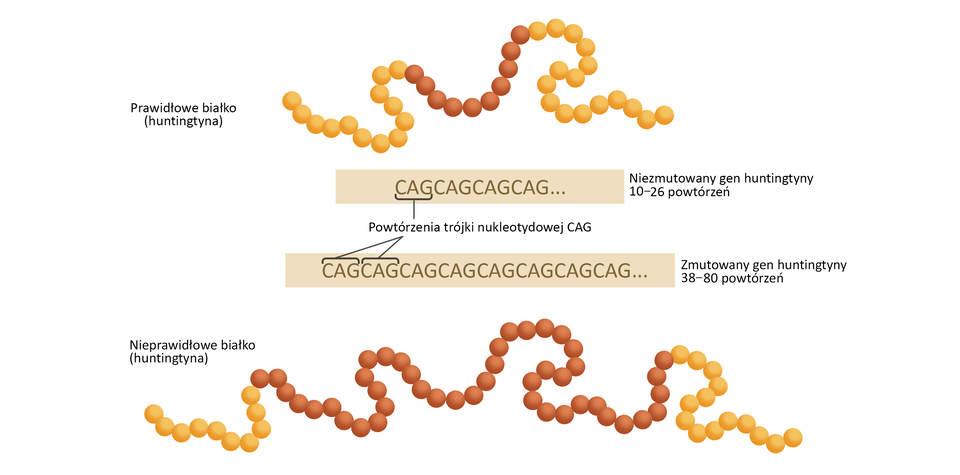 Schemat przedstawia prawidłowe i nieprawidłowe białko (huntingtynę), w którym mutacja genu IT‑15 powoduje chorobę Huntingtona.  Prawidłowe białko wygląda jak sznur korali żółtych z obu boków i pomarańczowych pośrodku. Niezmutowany gen huntingtyny posiada 10‑26 powtórzeń trójki nukleotydowej CAG. Zmutowany gen huntingtynyposiada z kolei 38‑80 powtórzeń trójki nukleotydowej CAG. Tworzy białko wyglądające jak sznur korali z takim samym ciągiem elementów w kolorze żółtym, ale bardzo rozbudowanym ciągiem elementów pomarańczowych w środku sznura.  Skutkiem mutacji jest obecność białka o nieprawidłowej strukturze, które tworzy złogi między- i śródkomórkowe w neuronach. Odkładanie się nieprawidłowego białka powoduje obumieranie komórek nerwowych.