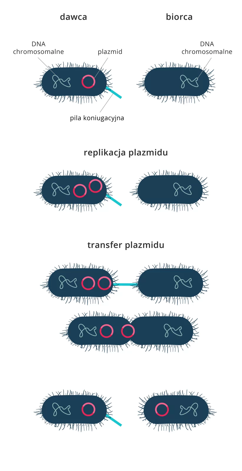 Schemat przedstawiający koniugację bakterii. Na schemacie widoczna jest komórka dawcy. Wewnątrz niej oznaczono DNA chromosomalne oraz plazmid. Na zewnątrz komórki dawcy, od prawej ściany odchodzi pila koniugacyjna, rodzaj włoska komórkowego. W drugiej komórce zamieszczonej na schemacie,  komórce biorcy, oznaczono DNA chromosomalne. DNA ma postać splecionej nici. Plazmid przedstawiony jest w formie okręgu. W trakcie replikacji plazmidu, w komórce dawcy następuję powielenie plazmidu. W trakcie transferu plazmidu, komórka dawcy łączy się z komórką biorcy pilą koniugacyjną. Następuje transfer powielonego w komórce dawcy plazmidu, do komórki biorcy. Ostatecznie na schemacie widoczna jest komórka dawcy z widoczną pilą koniugacyjną. Komórka dawcy zawiera plazmid oraz nić DNA. Obok widoczna jest komórka biorcy, zawierająca plazmid i nić DNA. 