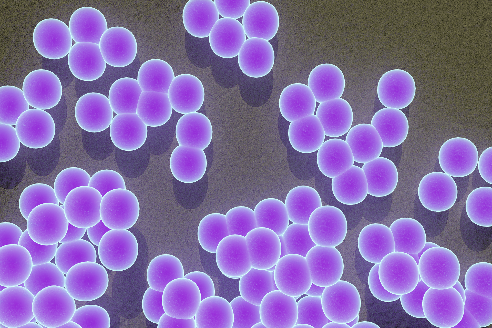 Ilustracja przedstawia około 40 kulistych bakterii skupionych w 3 "grudki".