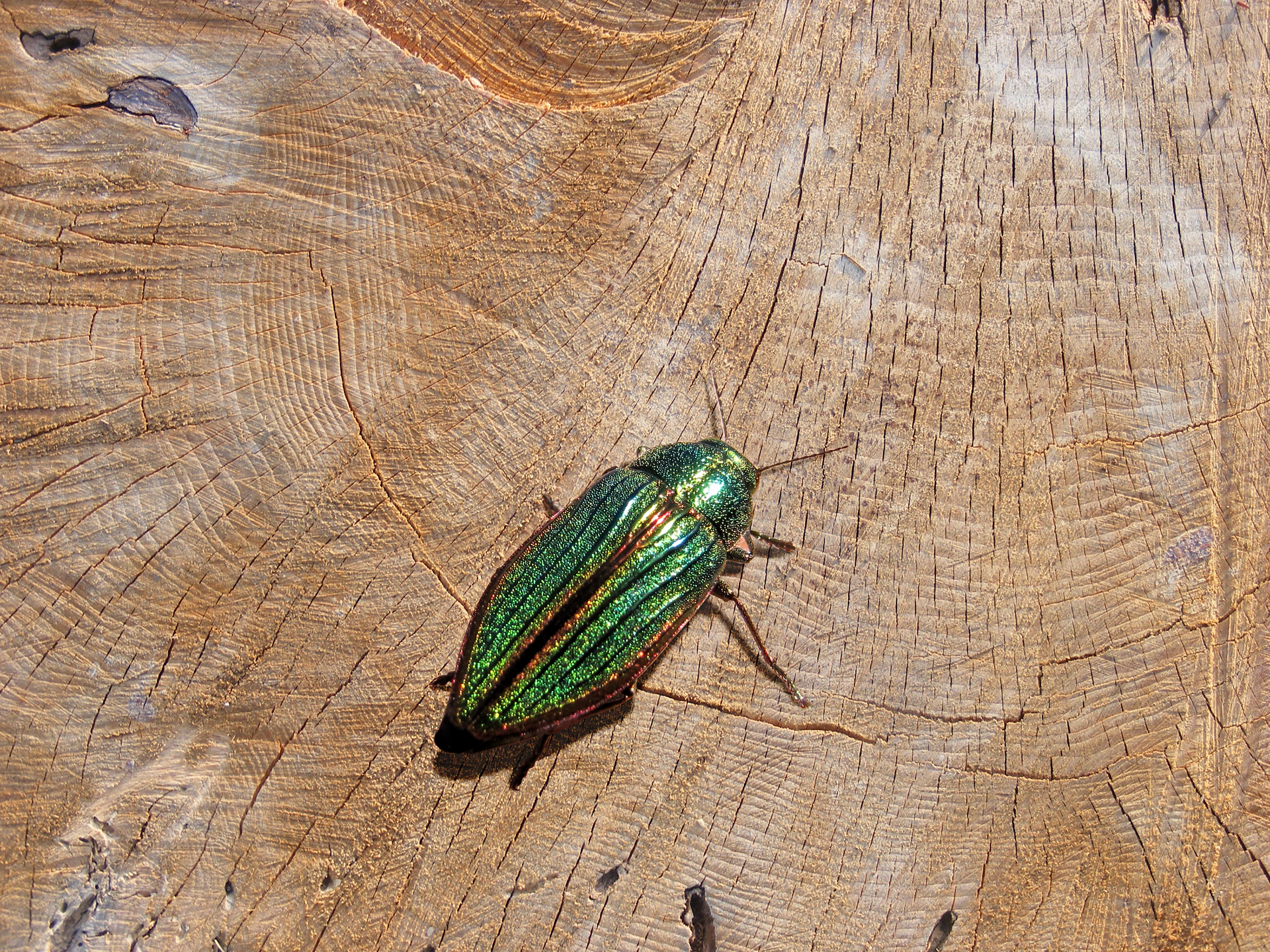 Fotografia przedstawia zbliżenie zielono mieniącego się owada na ściętym pniu. To niewielki chrząszcz bogatek wspaniały.