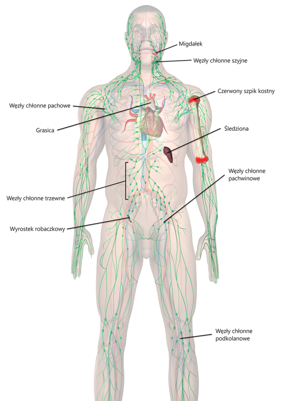 Grafika przedstawia narządy układu odpornościowego człowieka. Należą do niego: migdałki, węzły chłonne szyjne, węzły chłonne pachowe, czerwony szpik kostny, grasica, śledziona, węzły chłonne trzewne oraz pachwinowe, wyrostek robaczkowy i węzły chłonne podkolanowe. 