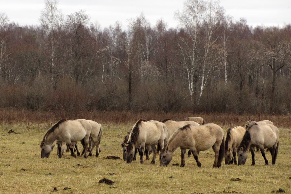 Fotografia przedstawia stado niskich koni, pasących się na łące pod lasem. Są beżowe, z czarną grzywą, ogonem i nogami. To koniki polskie w Roztoczańskim Parku Narodowym.