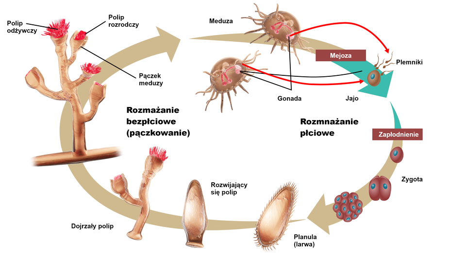 Schemat przedstawia przemianę pokoleń w cyklu rozwojowym obelii. Na ilustracji przedstawione są dwie meduzy przypominające kształtem rozłożony parasol z nitkowatymi czułkami: osobniki męskie wytwarzają plemniki, natomiast żeńskie – komórki jajowe. Kiedy dojdzie do połączenia się komórki z plemnikiem, powstaje komórka dipoidalna, zygota, która dzieli się następnie na większą ilość komórek. Kolejno tworzy się owalna larwa planula, w postaci owalnego organizmu otoczonego rzęskami. Osiada ona na dnie. Z niej tworzy się powoli rozwijający się, rurkowaty polip zakończony dwoma pęczkami – pokolenie bezpłciowe. Kiedy polip rozwinie się w pełni jest długi, rurkowaty z licznymi pączkami, w których znajdują się polip odżywczy, polip rozrodczy, czyli staje się strobilą. Drogą strobilizacji (odrywania się w wyniku poprzecznych podziałów) od polipa odrywają się młode chełbie, pokolenie płciowe. Obelia może rozmnażać się także przez pączkowanie – z polipa rodzi się następny polip, który dorasta i strobilizuje się lub wypuszcza nowy pąk. Po oderwaniu się od mającego kilka krążków polipa efyra (krążek) po upływie czasu zamienia się w meduzę.