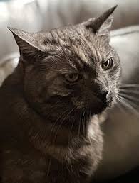 Zdjęcie przedstawia głowę burego domowego kota skierowaną na wprost widza. W tle widać kanapę, na której siedzi kot i przygląda się czemuś.