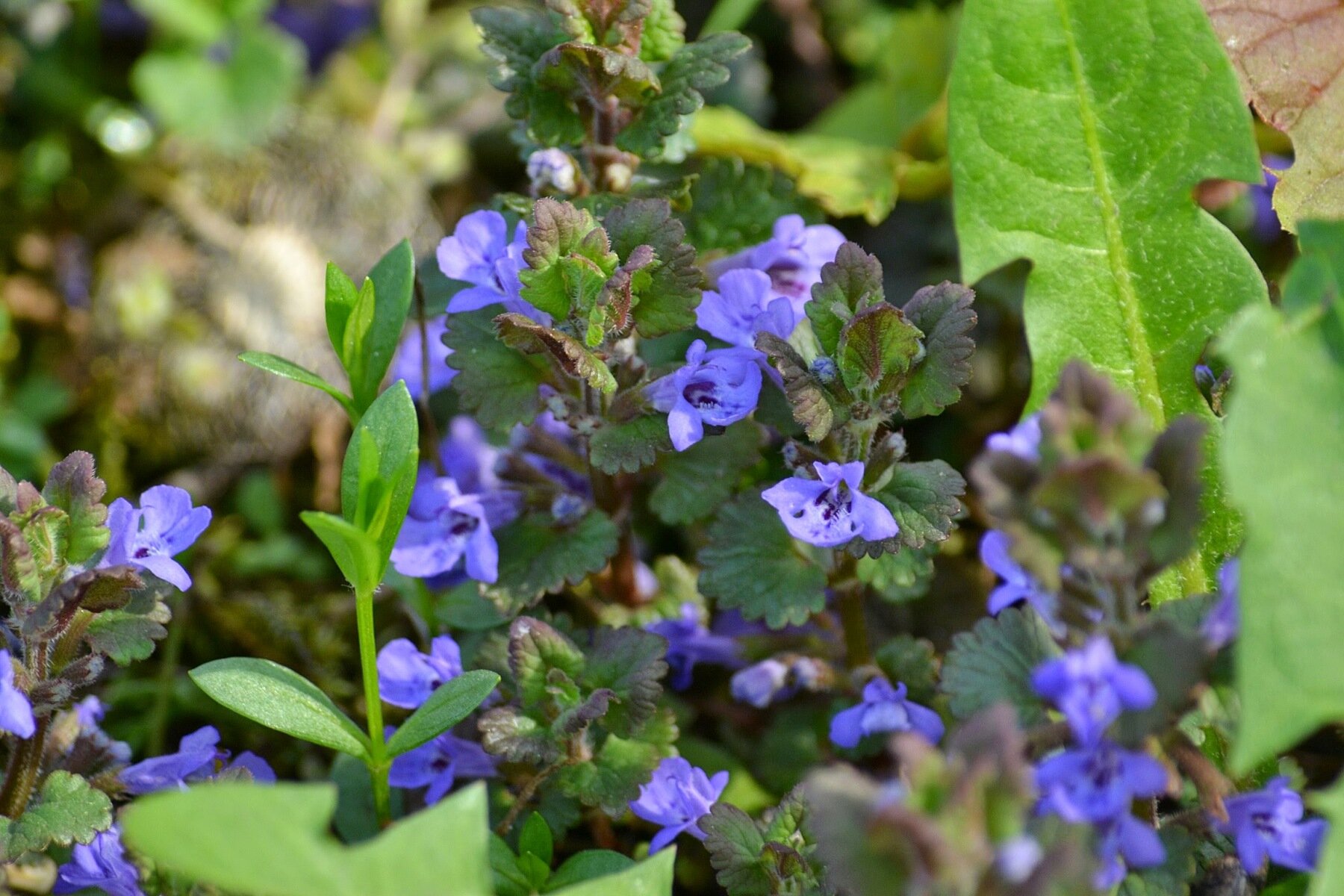 Na zdjęciu zielona roślina. Ma ciemne, małe listki. Pomiędzy nimi znajdują się niewielkie, niebieskie kwiatki.
