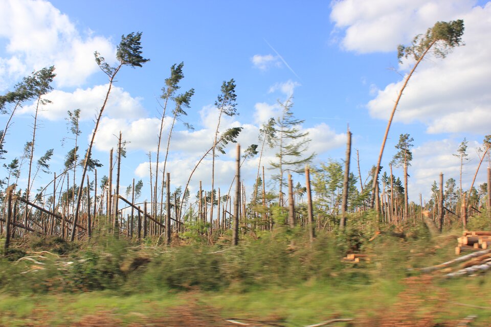 Zdjęcie przedstawia obszar dotknięty wylesieniem. Drzewa występują w dużych odstępach od siebie, są przechylone. Na ziemi leżą pojedyncze gałęzie.
