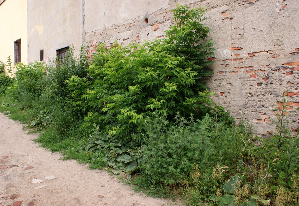 Na zdjęciu pod zniszczonymi murami budynku rośnie trawa i inne rośliny, które pną się po murze.  