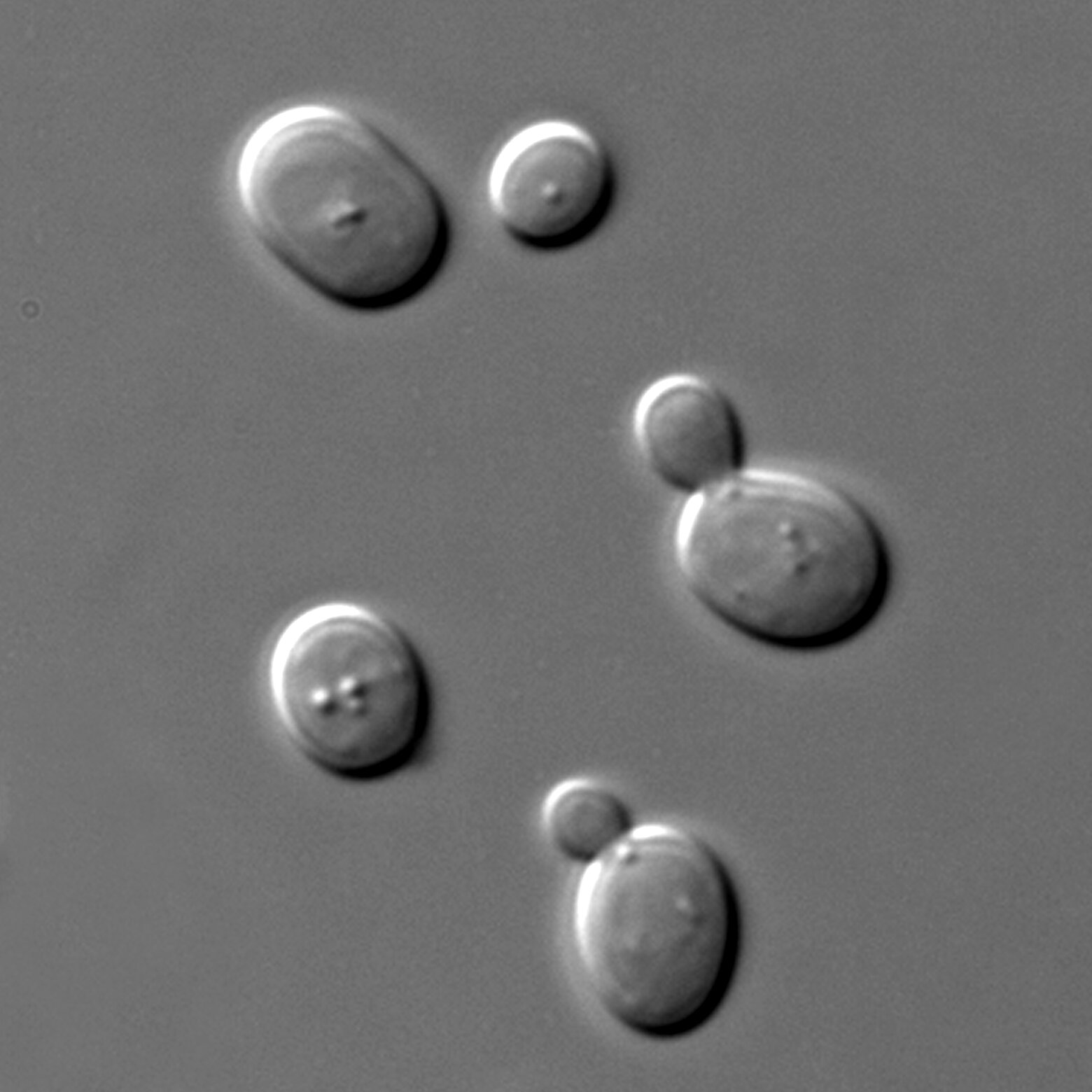 Komórki Saccharomyces cerevisiae w różnicowej mikroskopii interferencyjnej 