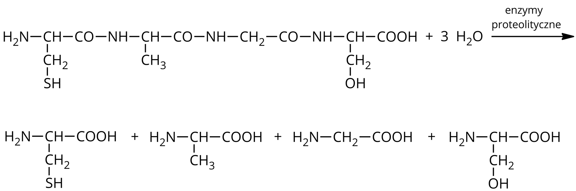 H 2 N po prawej stronie łączy się z grupą CH. Ta łączy się w dół z grupą metylenową, połączoną w dół z grupą SH. CH w prawo łączy się z CO, a CO w prawo łączy się z NH. NH w prawo łączy się z CH, które w dół łączy się z grupą metylową. CH łączy się w prawo z CO, a CO z NH. NH łączy się w prawo z grupą metylenową, a ta łączy się w prawo z CO. CO łączy się z NH. NH łączy się w prawo z CH. CH łączy się w dół z grupą metylenową, a ta łączy się z w dół z grupą OH. CH łączy się w prawo z grupą COOH dodać trzy cząsteczki H 2 O strzałka w prawo, nad strzałką napis enzymy proteolityczne, za strzałką cysteina ( H 2 N po prawej stronie łączy się z grupą CH. Ta łączy się w dół z grupą metylenową, połączoną w dół z grupą SH. CH łączy się w prawo z grupą COOH) dodać alanina ( H 2 N po prawej stronie łączy się z grupą CH. Ta łączy się w dół z grupą metylenową, połączoną w dół z grupą metylenową. CH łączy się w prawo z grupą COOH, dodać glicyna (( H 2 N po prawej łączy się z grupą metylenową. Grupa metylenowa łączy się po prawej stronie z grupą COOH, dodać seryna ( H 2 N łączy się z prawej strony z grupą metylenową. Ta łączy się w dół z kolejną grupą metylenową i dalej łączy się w dół z grupą OH. Grupa metylenowa w łańcuchu głównym łączy się w prawo z grupą COOH.