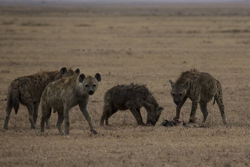 Zdjęcie przedstawia stado krokut cętkowanych. Są to czworonożne zwierzęta o ciemnobrązowym umaszczeniu w cętki. Mają krótkie ogony i okrągłe uszy. Dwa zwierzęta mają pod sobą zabitą ofiarę, którą jeden z nich zjada. Pozostałe stoją obok.