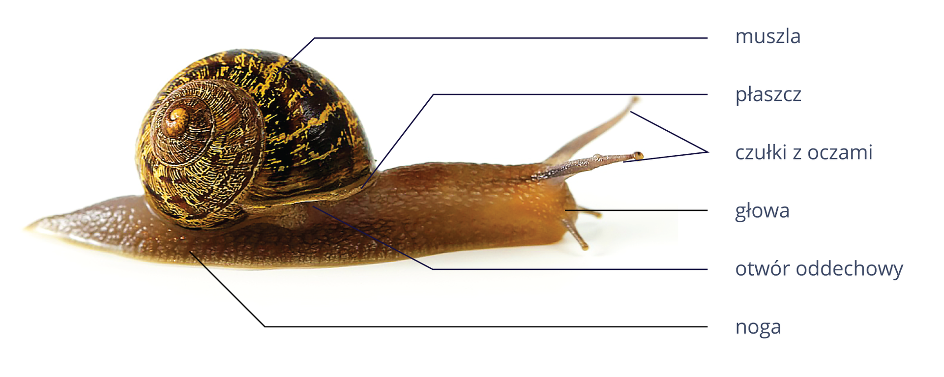 Na ilustracji ślimak na białym tle. Przedstawiony z boku, skierowany czułkami w prawo. Muszla brązowa w poprzeczne, żółte paski, spiralnie zwinięta. Noga i głowa jasnobrązowe. Z głowy wystają podłużne, wąskie, szare czułki z oczami. Otwór oddechowy, znajdujący się u podstawy muszli, otoczony jest płaszczem. Od każdej części ciała odprowadzone są w prawo wąskie, czarne linie. Z prawej nazwy. Dolna podłużna i śluzowata część ślimaka to noga. Na niej osadzona jest spiralnie zwinięta muszla. Przy jej otworze (od strony nogi) znajduje się otwór oddechowy oraz płaszcz. Noga zakończona jest w przedniej części głową, na której znajdują się czułki z oczami.