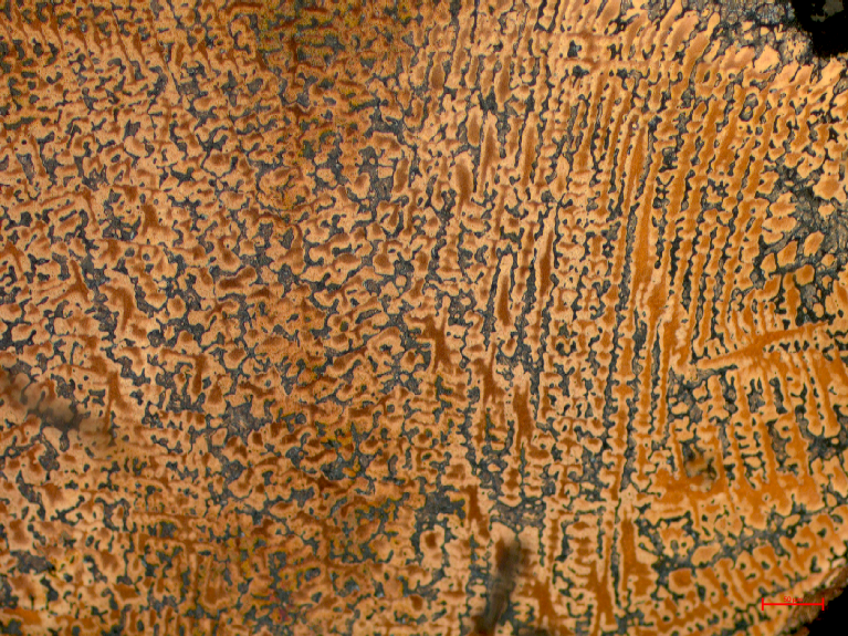 Mikrostruktura brązu cynowego CuSn8P
Jasny roztwór α cyny w miedzi na tle ciemnego eutektoidu α+δ - powiększenie 50x